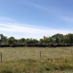 Cattle gathered at a feed trough in southern Sask. on Sept. 2, 2018.