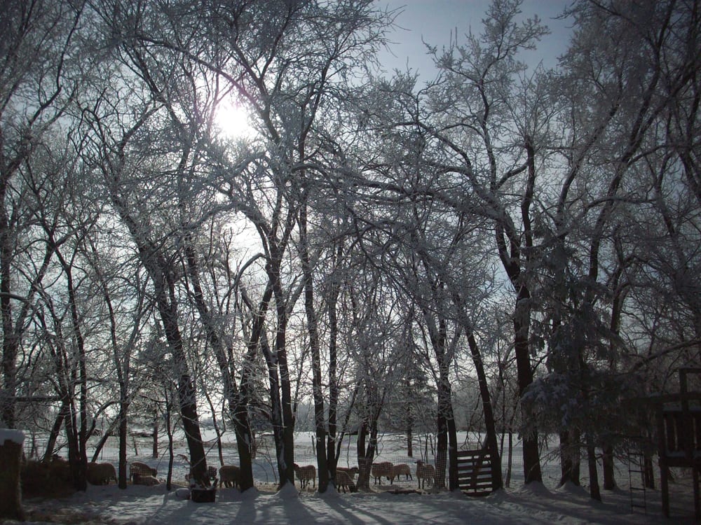 Observations seem to support the lore that rain will follow a hoarfrost.