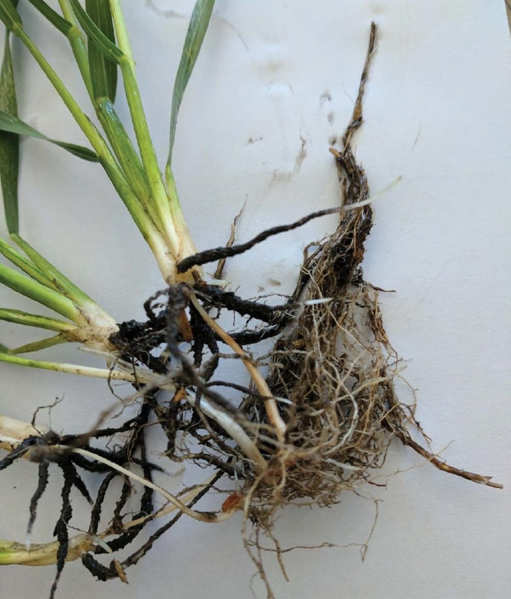 The plants were at the four-leaf stage with one or two tillers, and were already quite large. The leaves were starting to burn on the tips and the roots were shrivelling up.