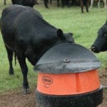 Grass is lacking and heat can deplete cattle of important minerals.