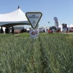 AAC Crossfield on display at Ag in Motion north of Saskatoon in July 2018. A note that all the crops at the Ag In Motion site suffered hail before the show.