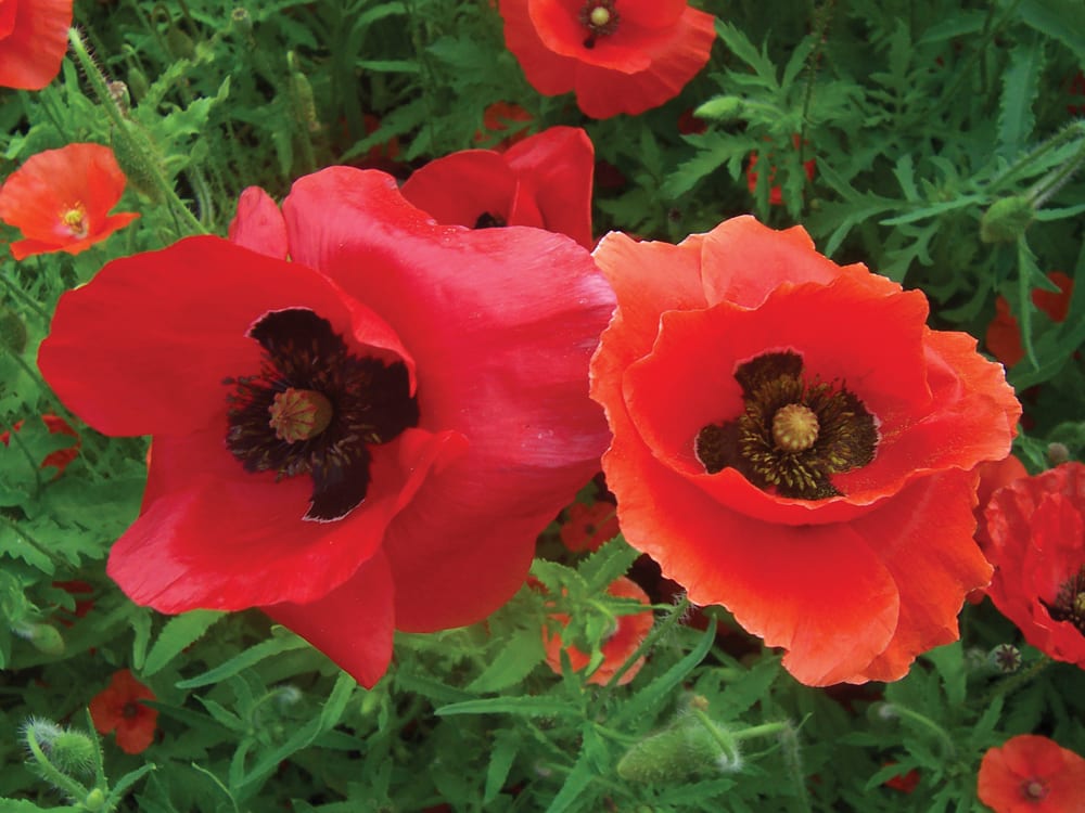 Ladybird poppy always generates a lot of comment. Brilliant-scarlet flowers with central black blobs provide a wonderful splash of colour during early summer. Ladybird is a sow-and-forget poppy that self-seeds annually if it likes your garden.