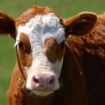 Older calves can be knife castrated at a few months of age at the proverbial “branding time” before turnout to pasture.