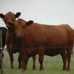 With proper supplements, straw can make a good winter ration.