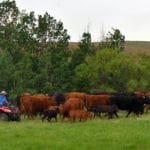 Craig Ference moves some cow-calf pairs on their mixed crop and beef operation at Kirremuir, Alberta.