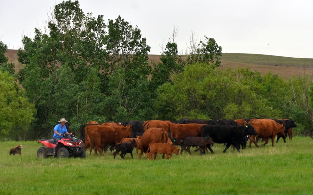 Craig Ference moves some cow-calf pairs on their mixed crop and beef operation at Kirremuir, Alberta.