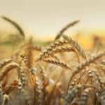 New cereal seed varieties for 2019