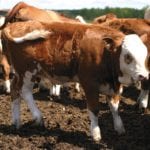 Both Canada and U.S. calf crop numbers are estimated higher from last year.