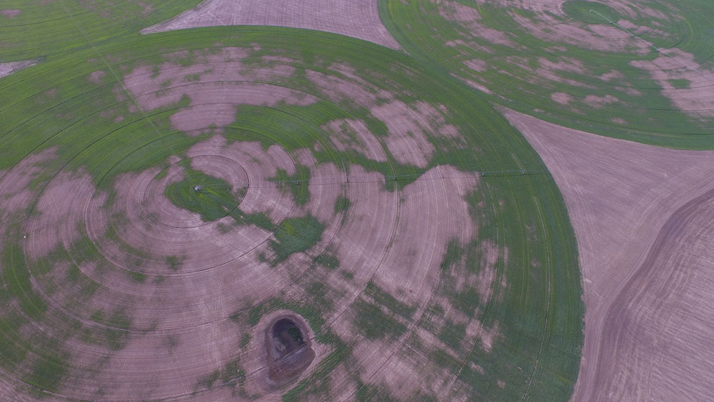 This UAV (drone) photo shows the extent of the damage due to necrosis and poor growth caused by a pest outbreak in Nick’s timothy crop.