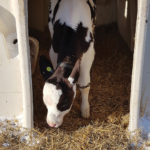 Newborn dairy calves need proper clean and dry shelters and proper feed to get them off to the best start.
