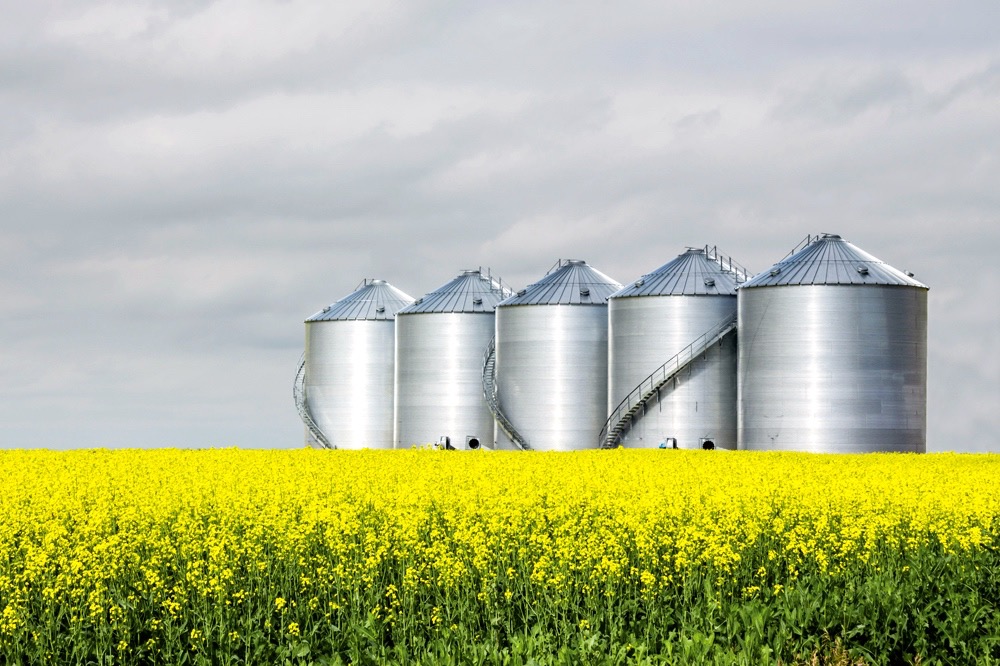 five steel grain bins sitting in canola field.