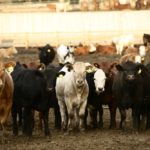 Most indicators point to favourable market