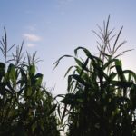 New corn seed varieties for 2019