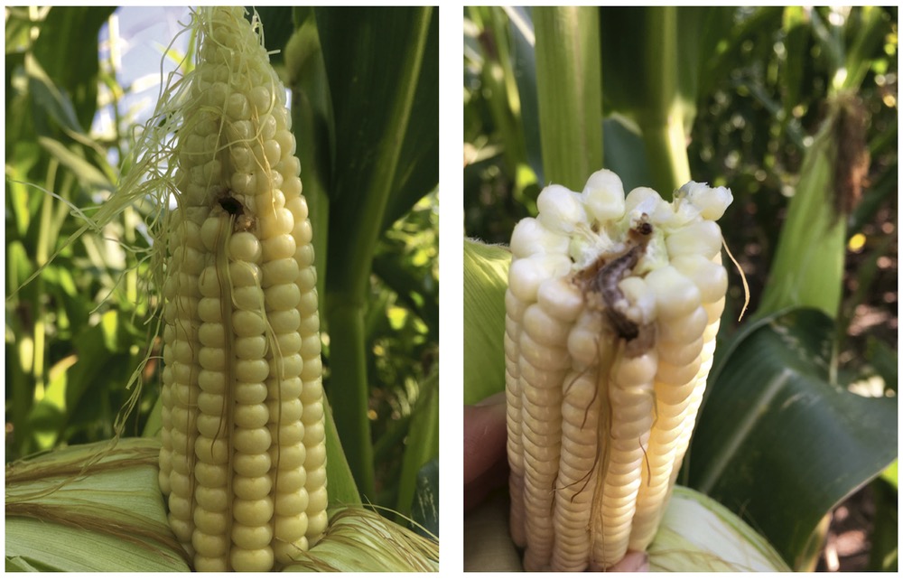 An insect was causing these pinholes in Lenny’s crop. But which one? Not all corn varieties were impacted.
