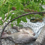 Tilapia grown aquaponically in Saskatchewan.