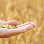 A big issue for many Prairie soybean growers last year was green seed.