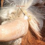 Banding properly applied worked well to remove mature horns
with minimal discomfort.