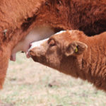 Proper udder conformation increases the opportunity for calves to get the nutrition they need.