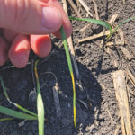 Crop advisor casebook: What caused the colour banding in this wheat field?