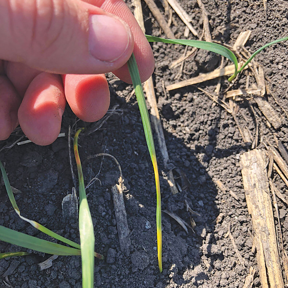 Crop advisor casebook: What caused the colour banding in this wheat field?