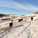 Sean McGrath has some more thoughts on what might benefit the Canadian beef industry.