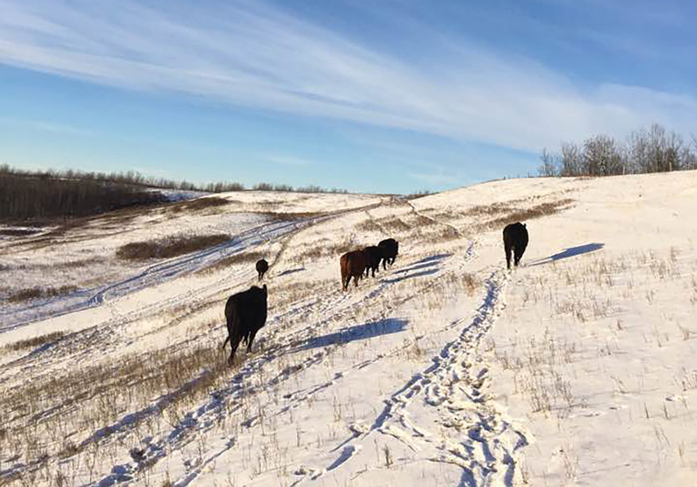Sean McGrath has some more thoughts on what might benefit the Canadian beef industry.