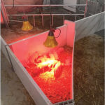 This sheeting was fashioned to create a safe creep area for piglets.
