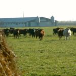 Replacement time is your best chance to improve the foundation of your cow herd.