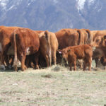 Females still need high level of proper nutrition after calving.