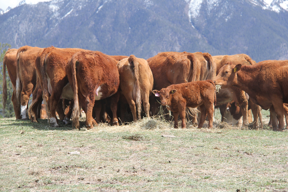 Females still need high level of proper nutrition after calving.