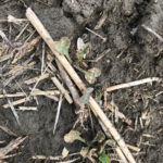 The canola field was exhibiting uneven germination and the plants that had germinated were stunted and purpling. Eric thought these symptoms could
be attributed to the frost that occurred a few days prior to my visit.