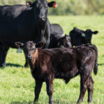 Improved conception rates tell the story