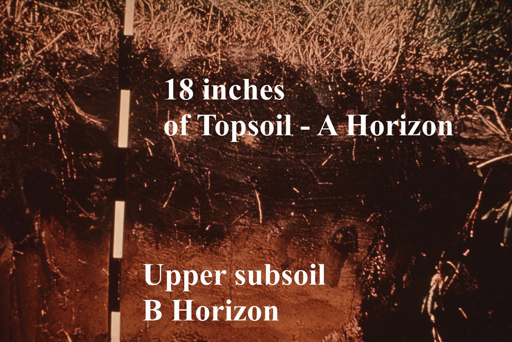 The profile shown here is of a black soil where moisture conditions were more favourable and the depths of topsoil were greater. Many of the thick black soils were able to accumulate that level of organic matter because they often have sub irrigation from high water tables. 