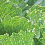 Mustard greens, or flowering gai lan, a Chinese form of broccoli, are assertive and blend well with strong tastes.