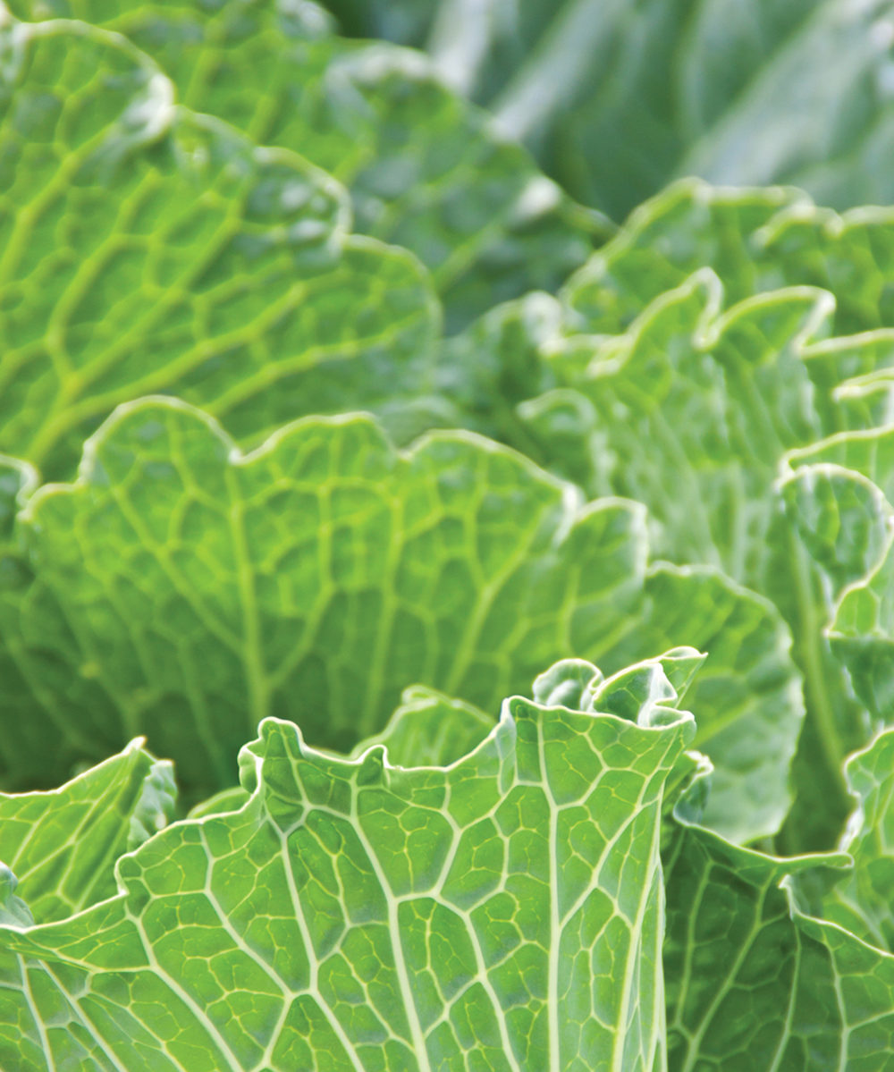 Mustard greens, or flowering gai lan, a Chinese form of broccoli, are assertive and blend well with strong tastes.
