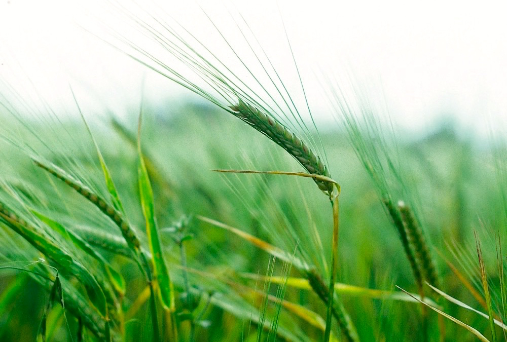 Barley growers impressed with VRT results
