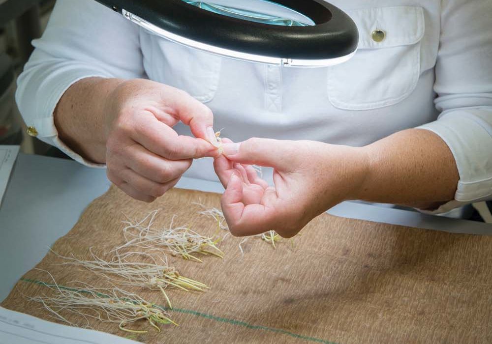 Seed produced across the southern Prairies generally has pretty good quality, however, in central and northern areas that experienced bad weather last fall, poor seed quality is certainly an issue.