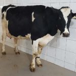 Proper ration
helps dairy cows avoid negative energy balance.