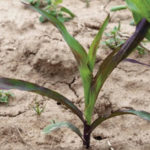 Joe had been walking his early-planted corn fields and noticed purpling of the leaves at the three-leaf stage across the entire field.