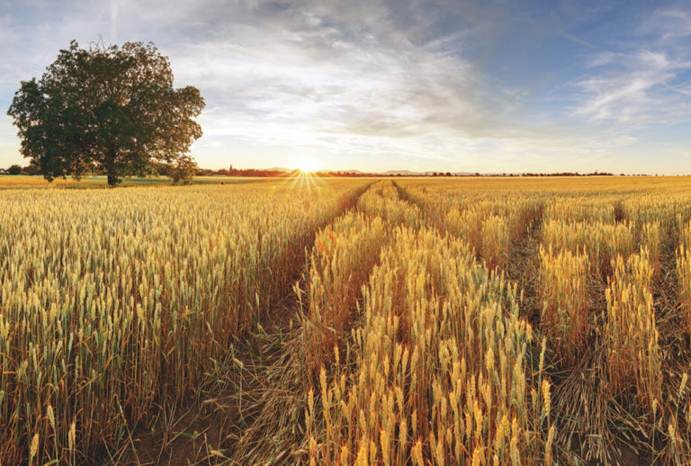 Slowing growth to prevent lodging Grainews