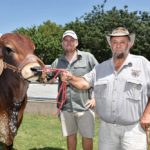 Rowland Munger and his son Rowly are the second and third generation producing Brahman cattle for breeding and meat markets.