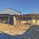 Used utility poles and damaged grain bins provided
materials for this calving shelter.
