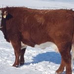 Make sure cows have a good body condition score and aim for a 60-day breeding and calving season.