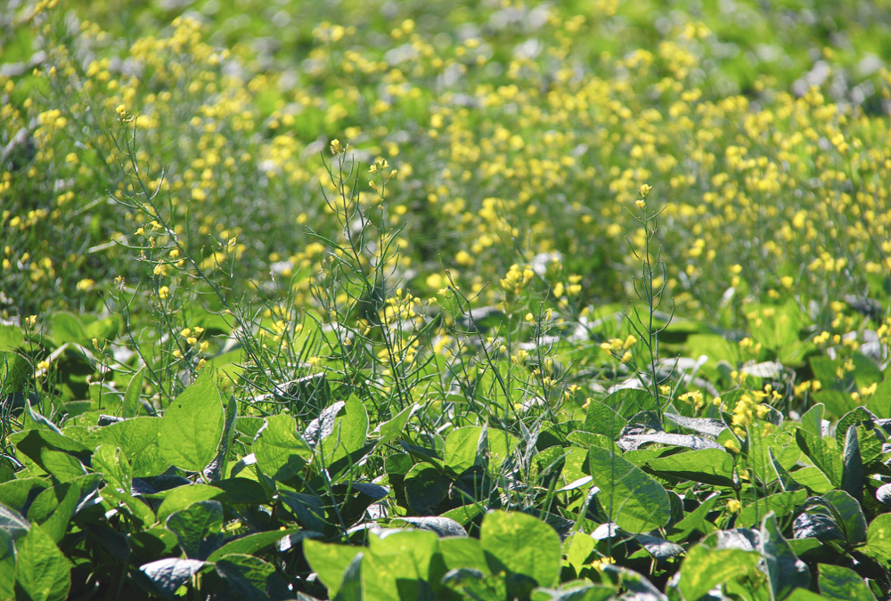 Volunteer canola is increasing its presence in recent weed surveys.