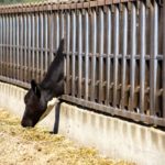 Statistics Canada’s cattle inventory report had the 2018 calf crop at 4.297 million head, down from 4.358 million head in 2017.