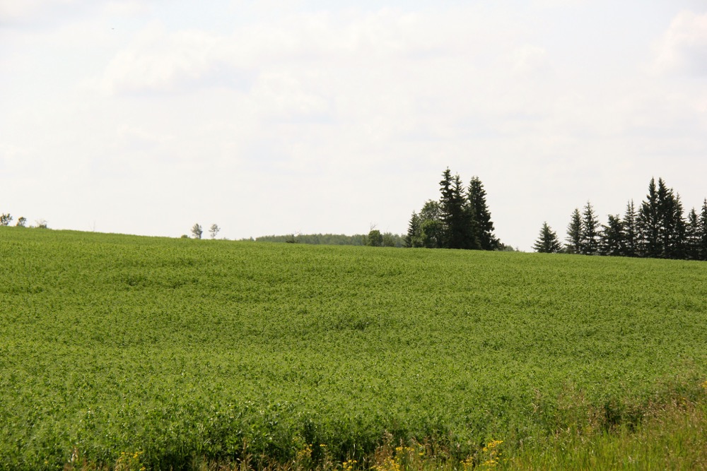 Aphanomyces is not currently widespread in Manitoba, but pea growers do need to be concerned about it in the long term.
