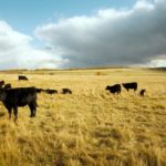 With reduced grass growth early in the season, cattle explore and can get into things.