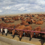 As producers begin to market certified hormone-free cattle to EU and other markets, a better system is needed to provide the certification.