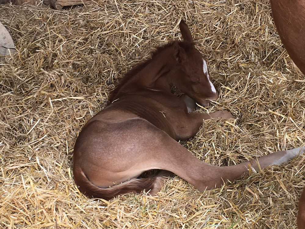 foal