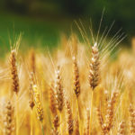 If we see a weather rally in wheat futures like we saw last year in May/June, that may be a good opportunity to sell some new crop or buy options.